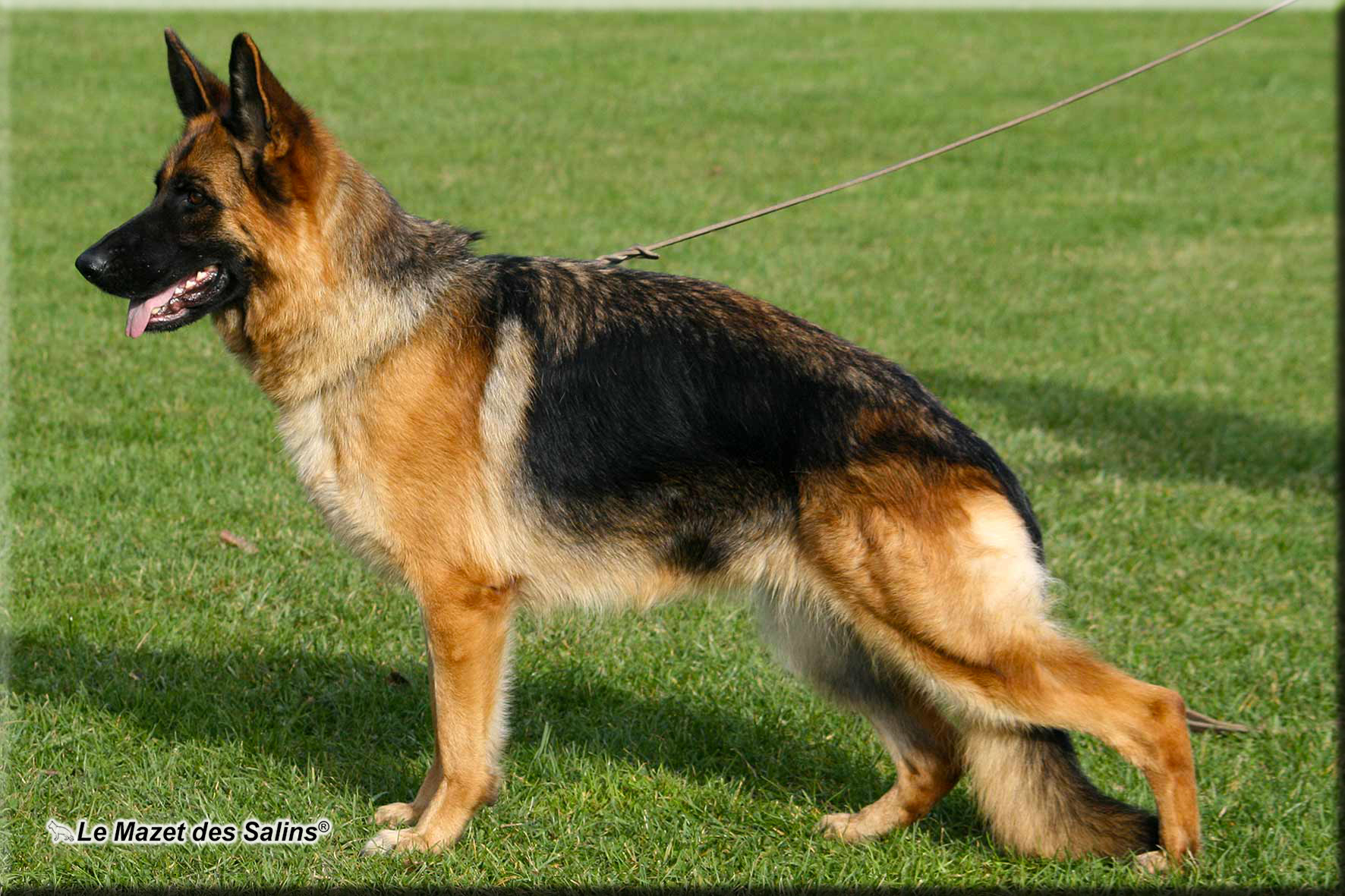 evi